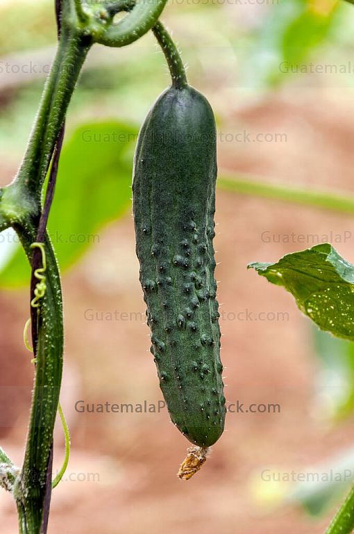 Pepino