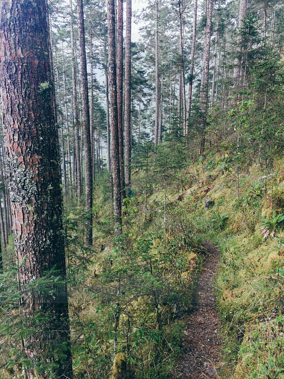 Bosque de Pinabete