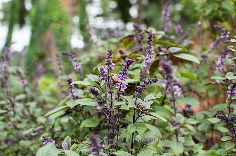 Albahaca
