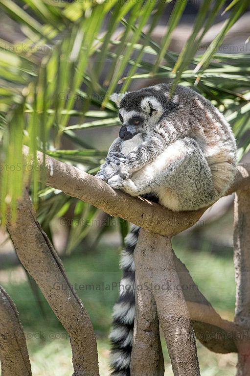 Lemur cola anillada