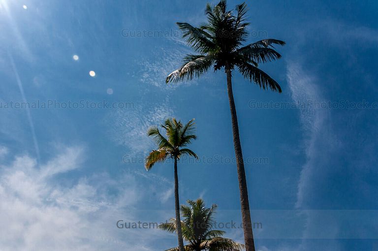 Palmeras de los Jardines del Castillo de San Felipe de Lara