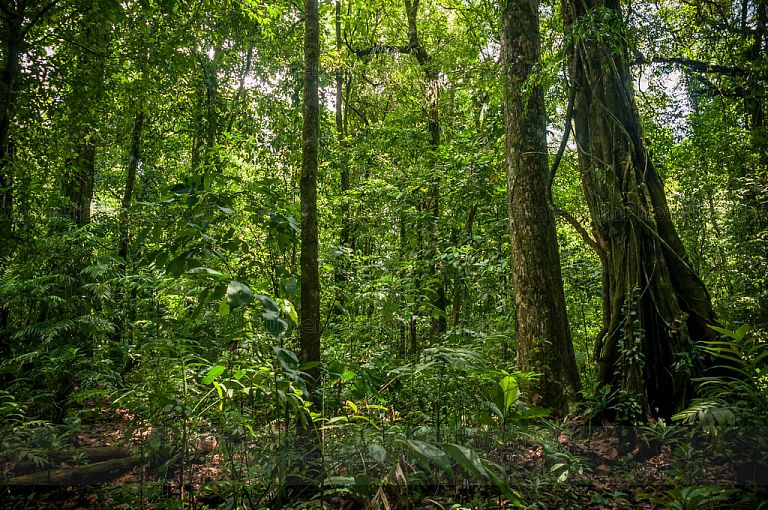 Bosque tropical de Laguna Brava