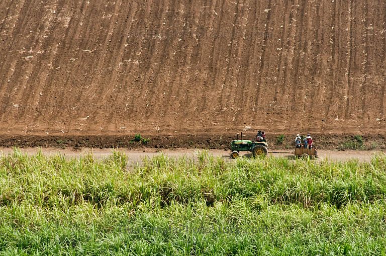 Campos de cañá de azúcar