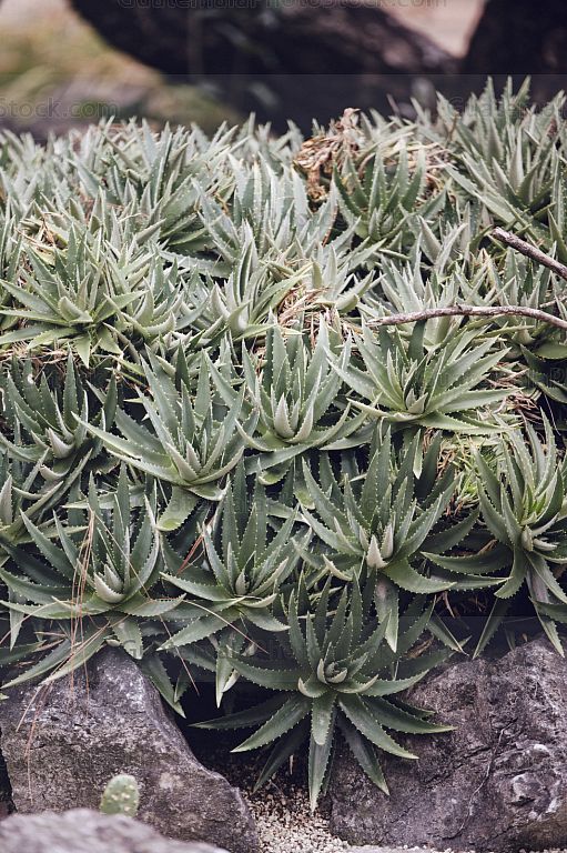 Jardín Botánico, USAC