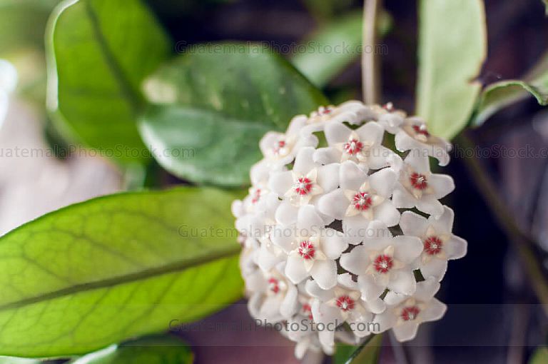 Flores de seda