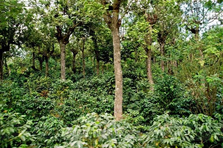 Cafetales en las faldas del Volcán de Agua
