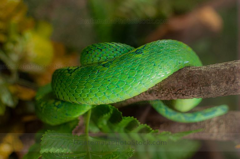 Serpiente