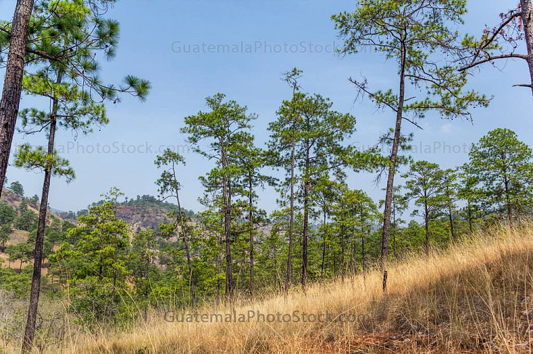Bosque espinozo