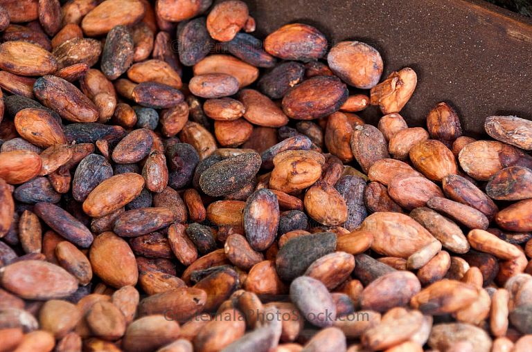Cacao Tostado