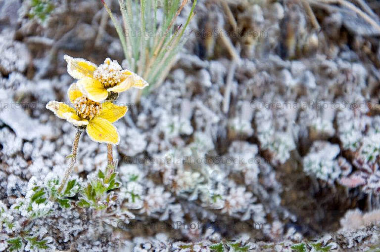 Escarcha de hielo en el crater del Volcán de Agua