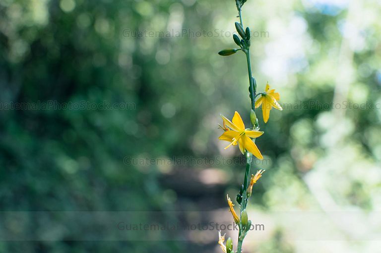 Flor