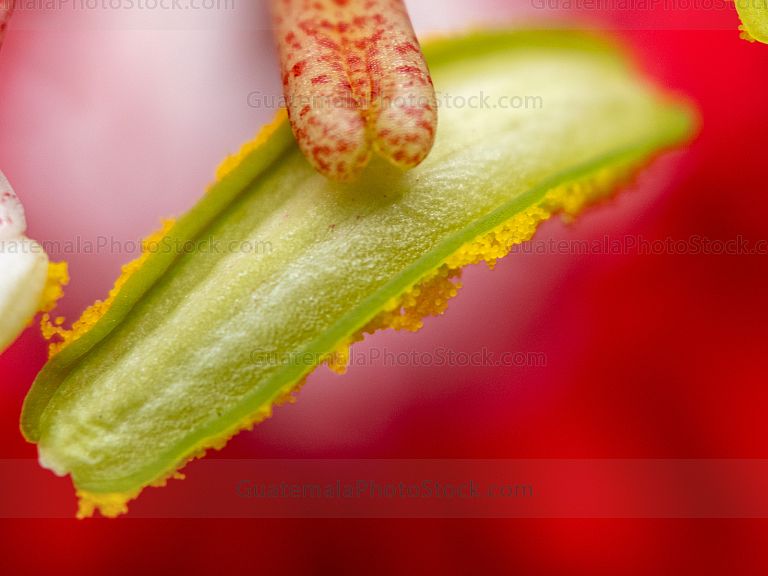 Macro Naturaleza