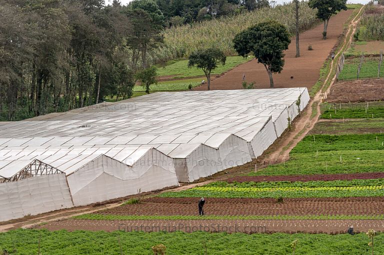 Vivero y campo agricola
