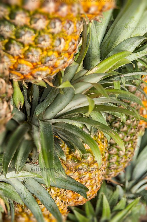 Piñas