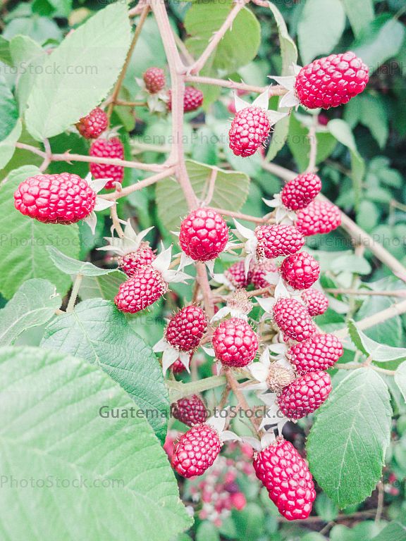Moras silvestres