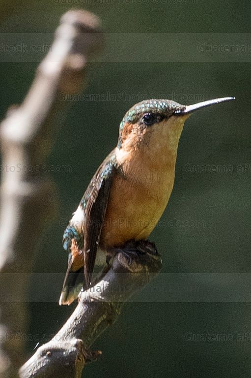 Colibri