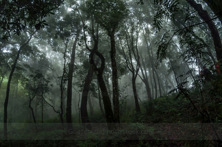 Bosque nuboso