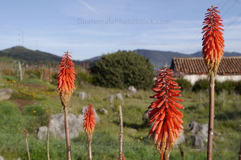 Planta de Kniphofias