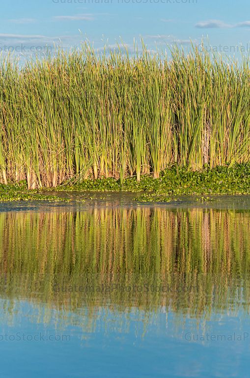 Tule a orillas del Canal de Chiquimulilla