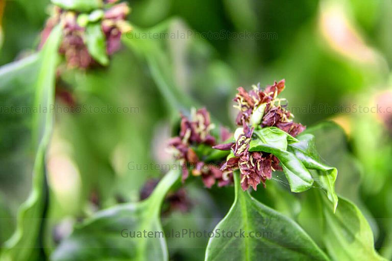 Flor seca del cafe