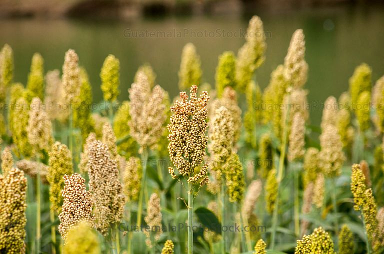 Planta de Maicillo o Sorgo