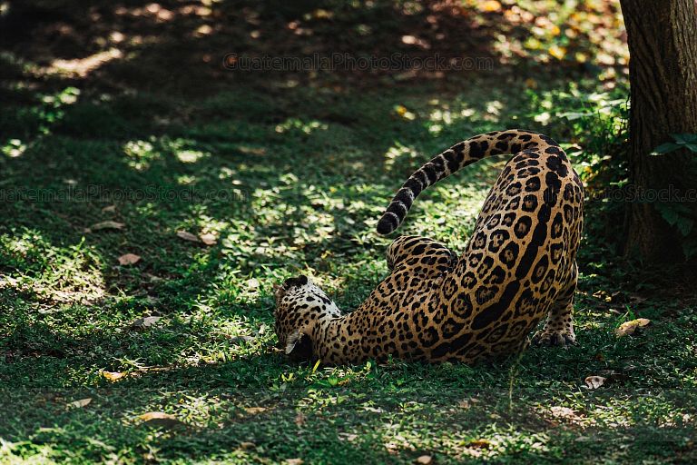Jaguar