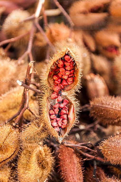 Vainas de achiote