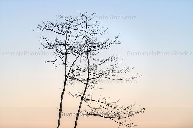 Arboles