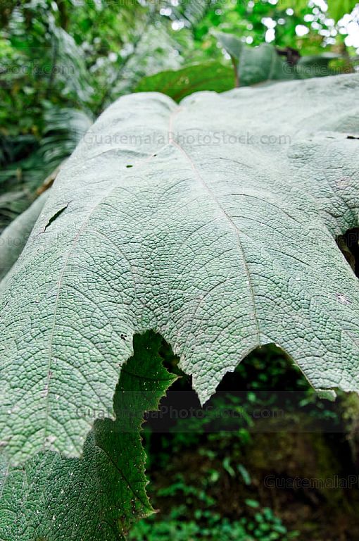 Vegetación silvestre de las fuentes georginas