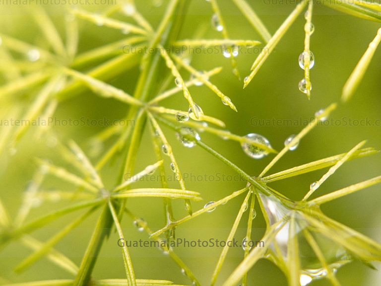 Macro naturaleza