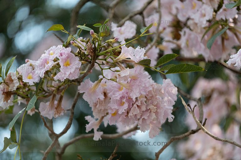 Flor de Matilisguate