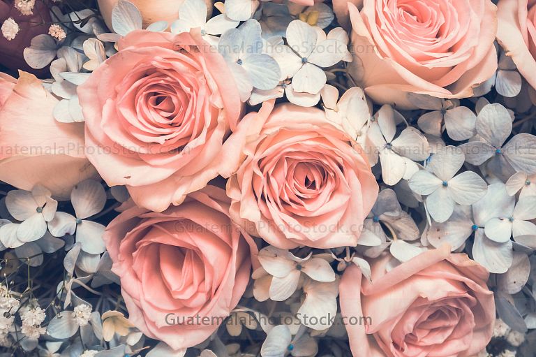Rosas