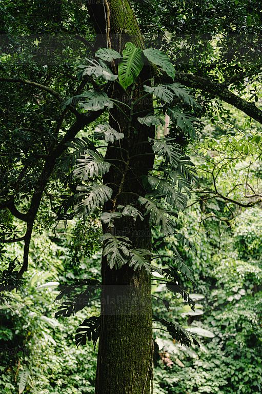 Naturaleza exuberante