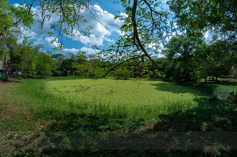 Aguada en el ingreso del Parque Tikal