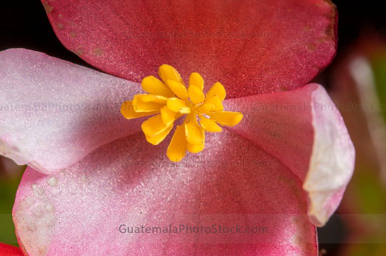 Begonia Macho