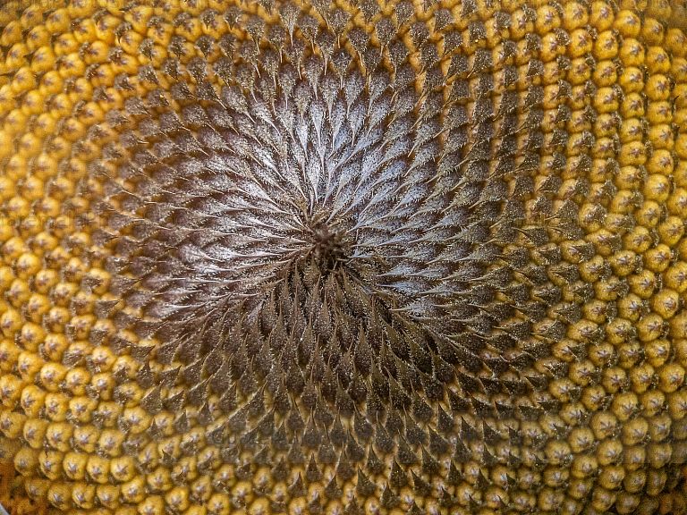 Macro fotografia