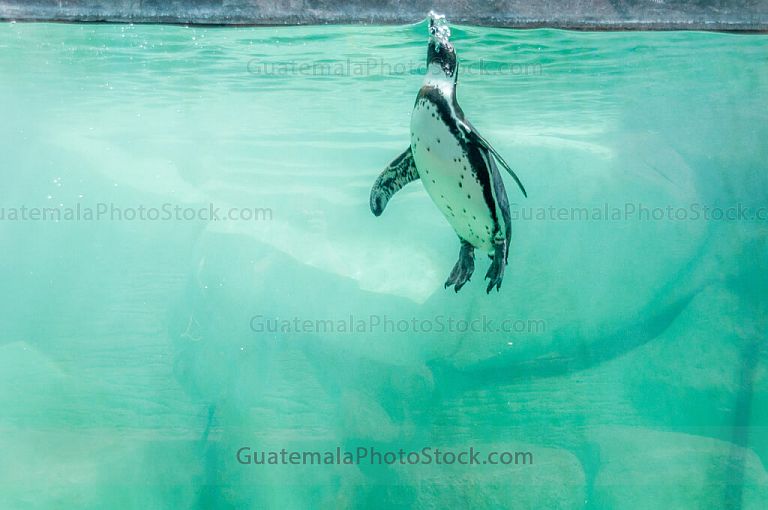 Pingüino de Humboldt