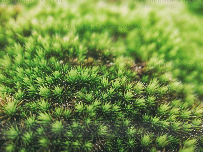 Micro naturaleza