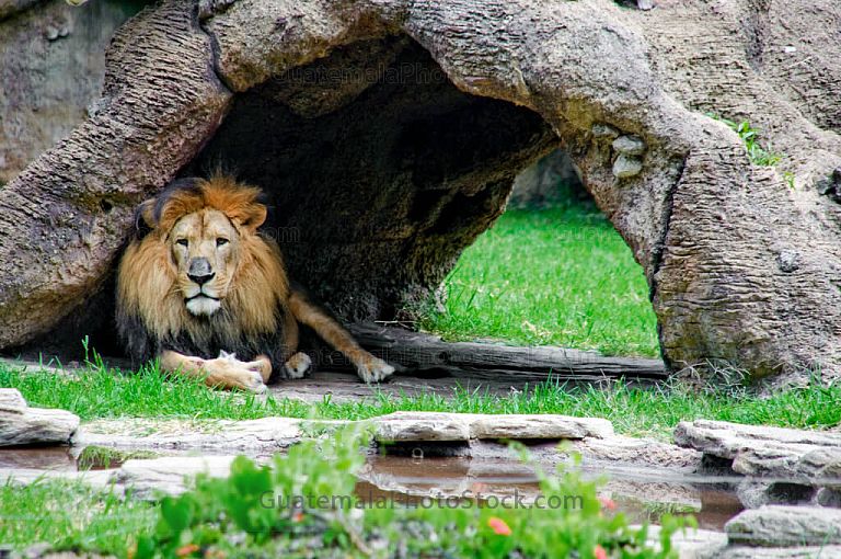 León Leono