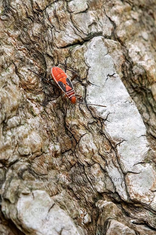 Insecto