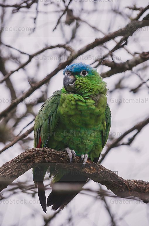 Loro