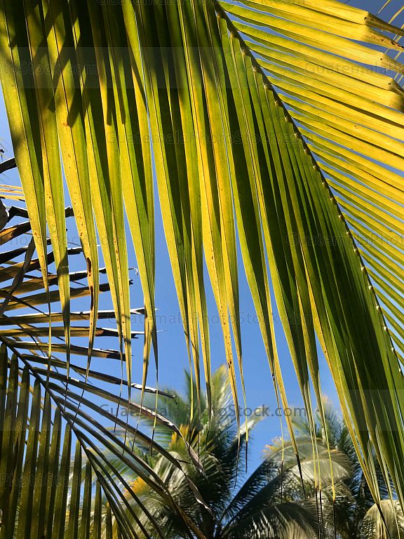 Palmeras