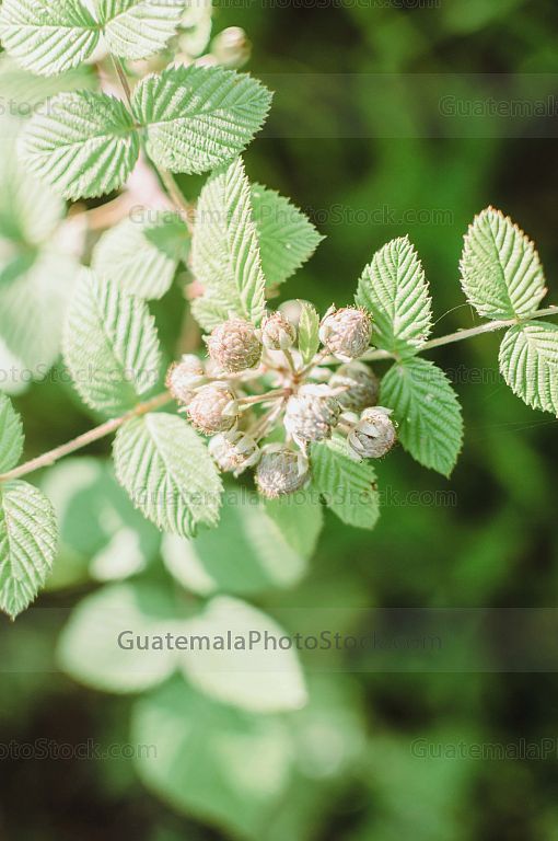 Moras silvestres en Green Rush
