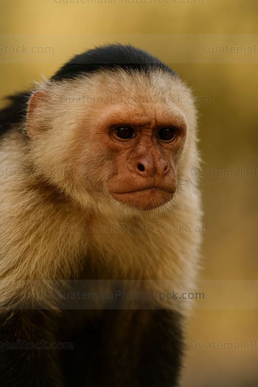 Mono capuchino observa atentamente su entorno en la selva