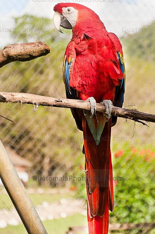 Guacamaya