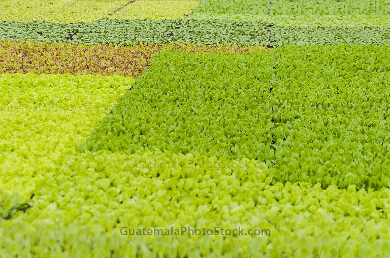 Agricultura