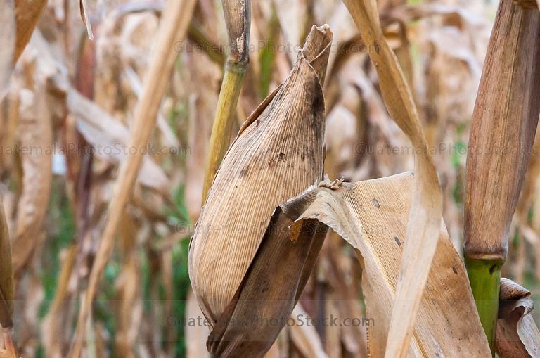 Milpa