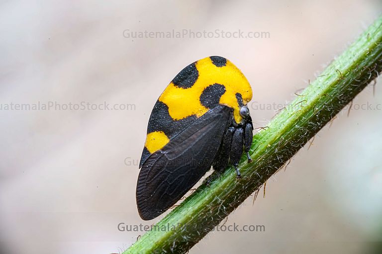 Macro fotografia