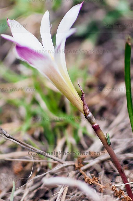 Flor silvestre