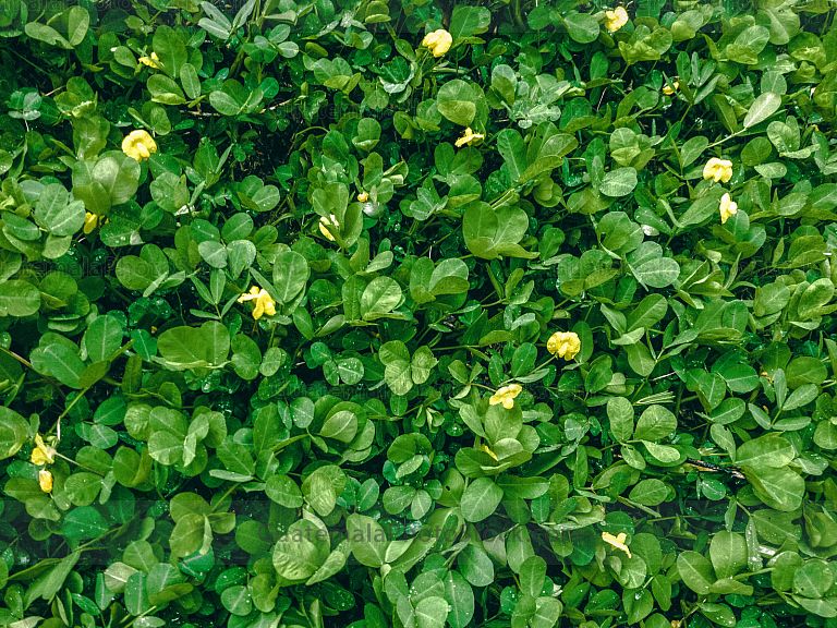 Naturaleza en Green Rush